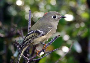 Madeira Firecrest