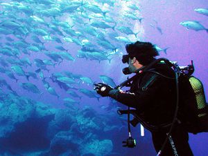 Diving Madeira