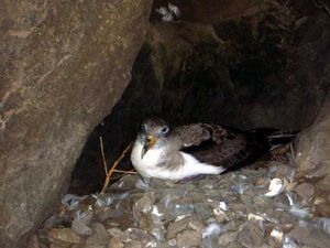 Cory's Shearwater