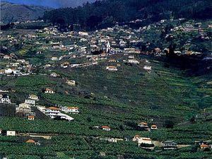 Wine production in Estreito da Câmara de Lobos