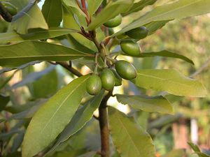 Laurel Blossom