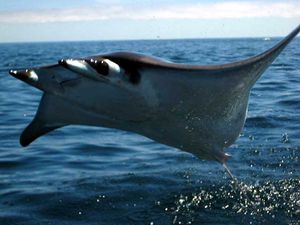 Manta Ray