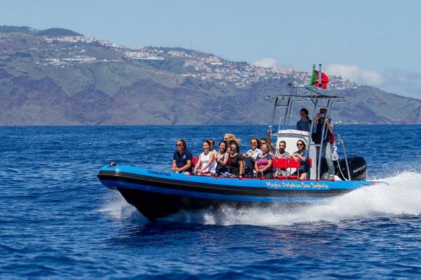 Speedboot "Sea Safari"