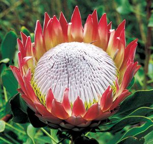 Protea