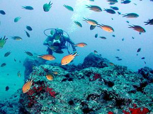 Garajau Diving Madeira