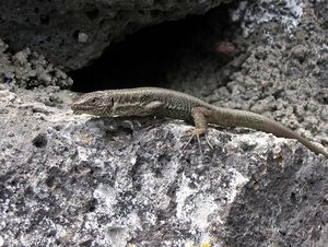 Wall Lizard