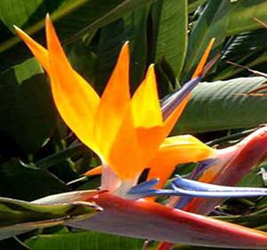 Bird of Paradise